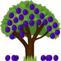 Cartoon plum tree with green crown and ripe blue fallen plums Royalty Free Stock Photo